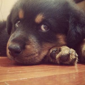 Meet your Posher, Tanner